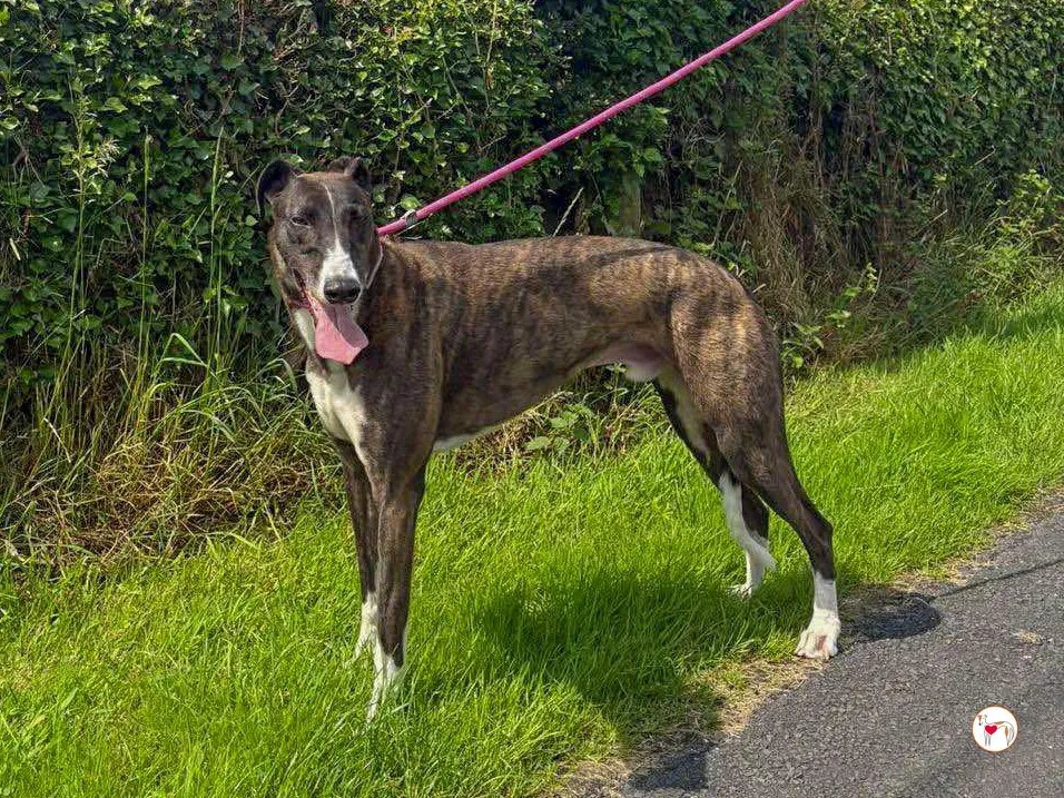 alistar grey adozione 05