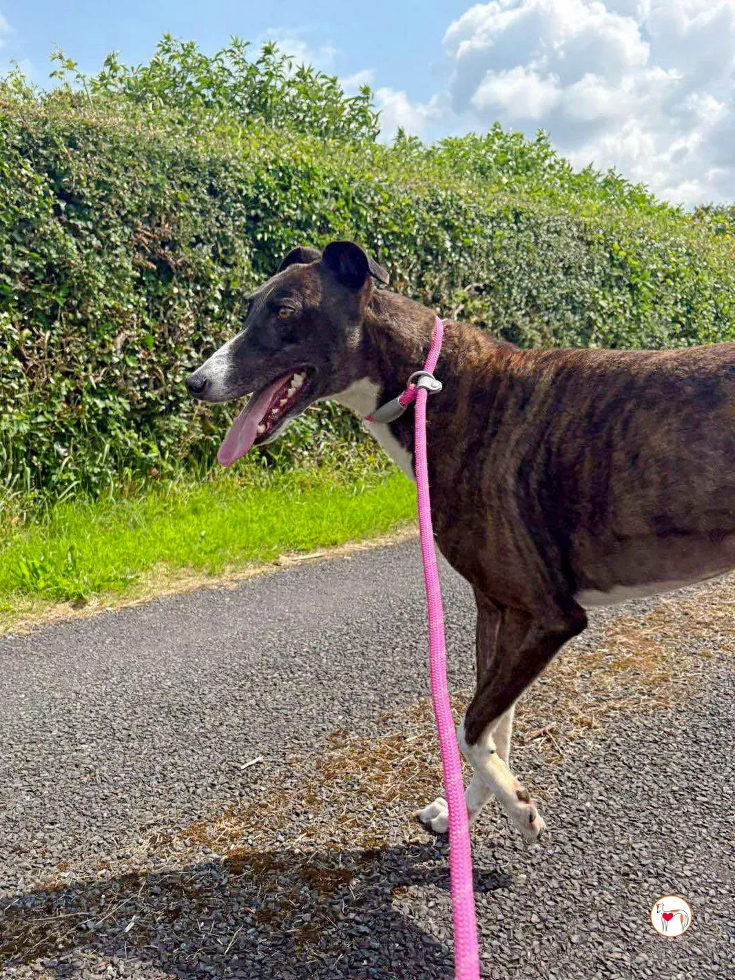 alistar grey adozione 06