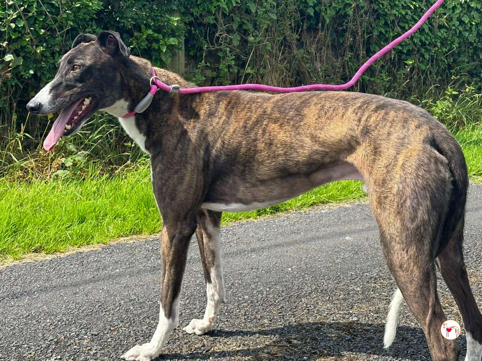 alistar grey adozione 07