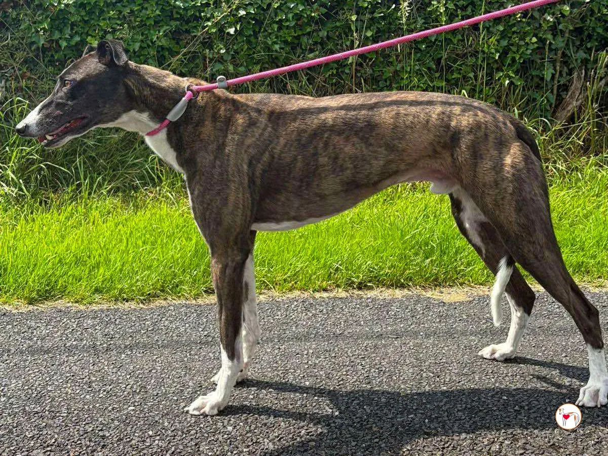 alistar grey adozione 08