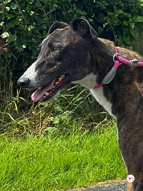 alistar grey adozione 09