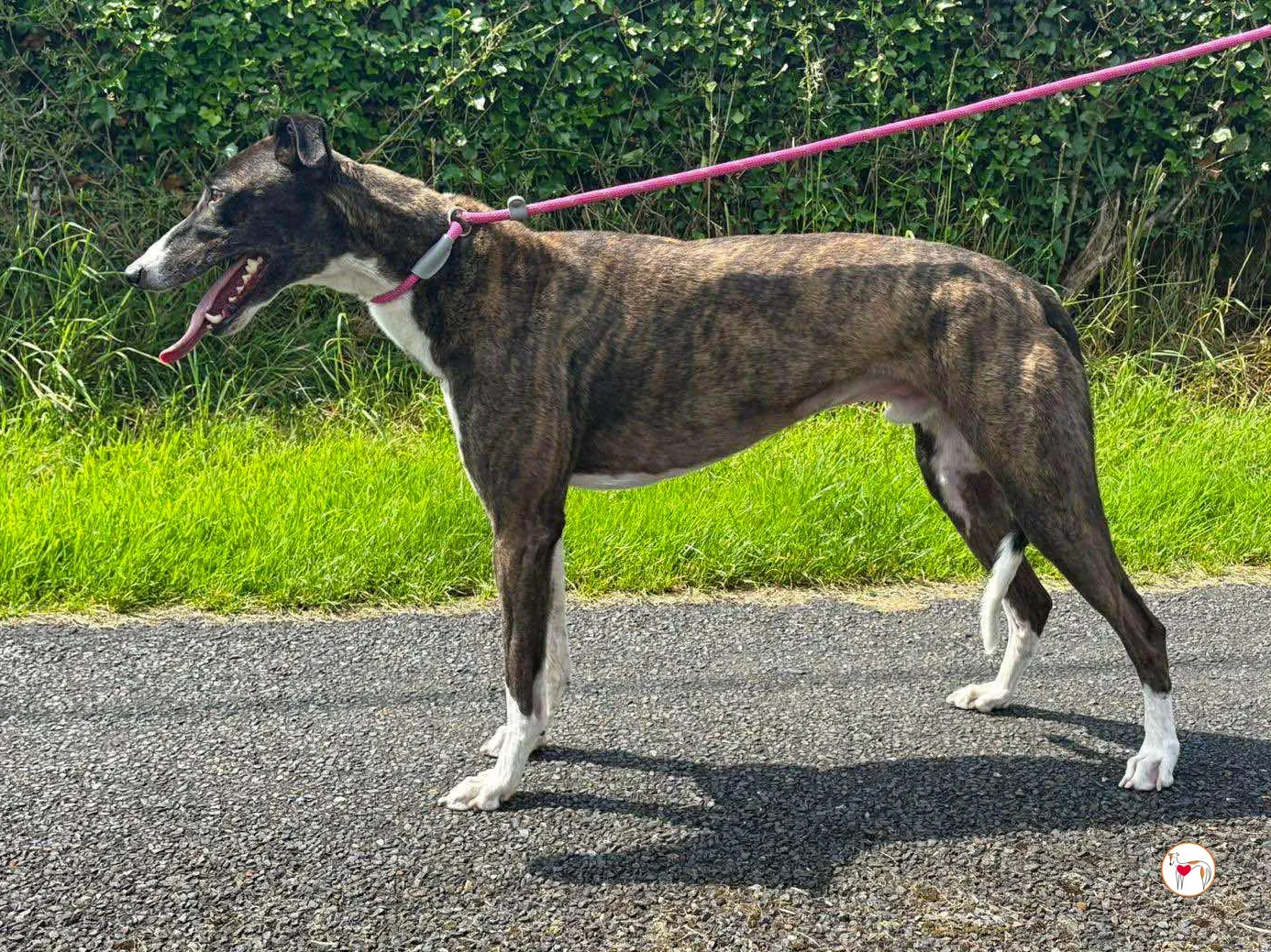 alistar grey adozione 10