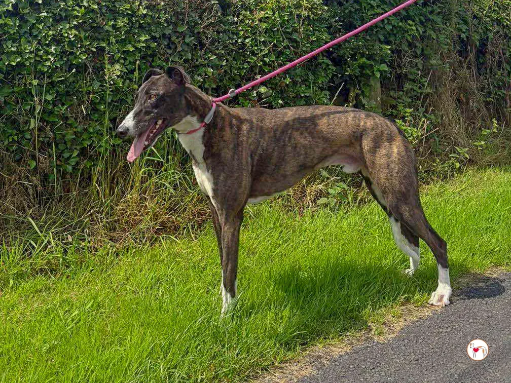 alistar grey adozione 11