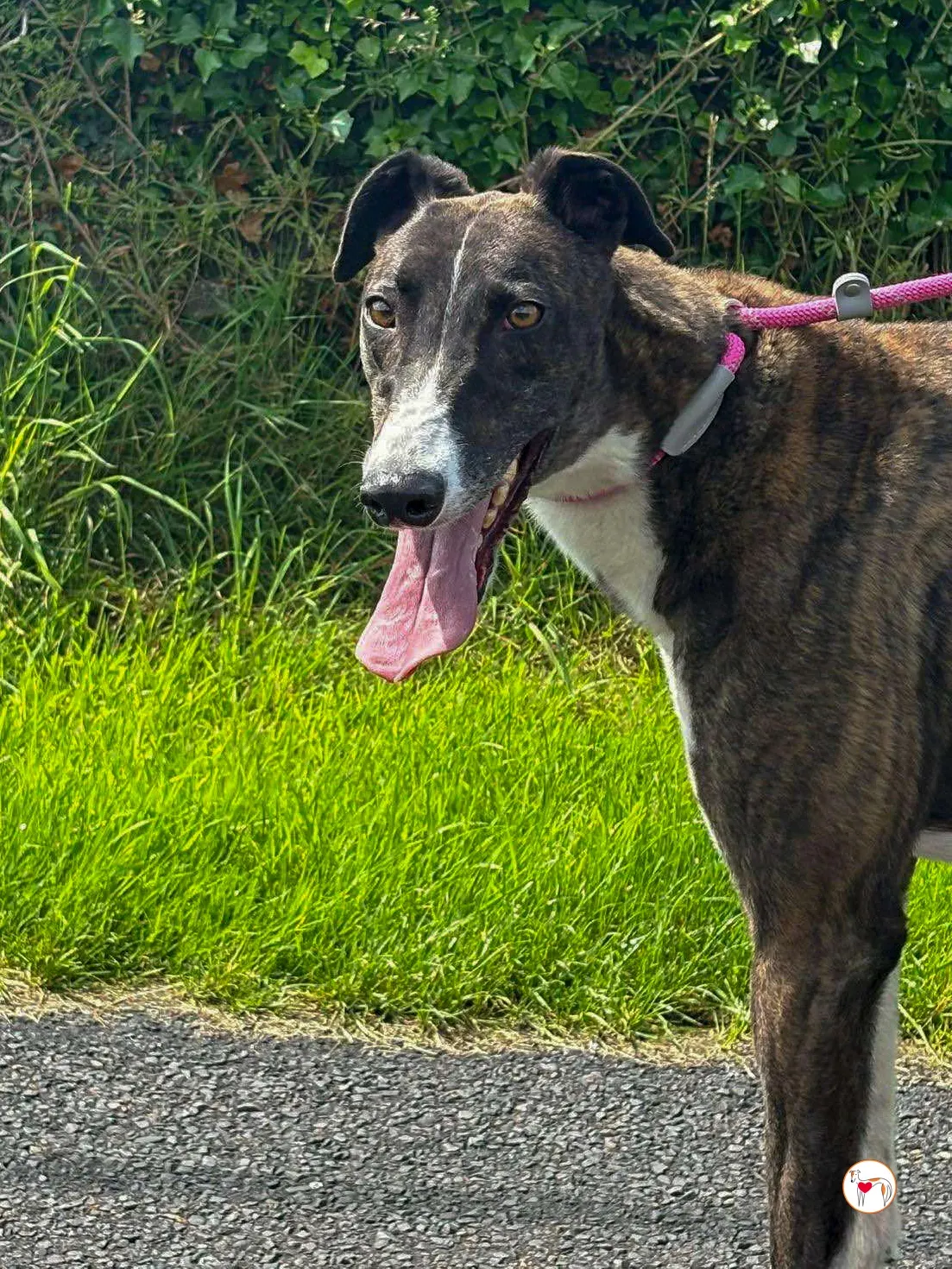 alistar grey adozione 12