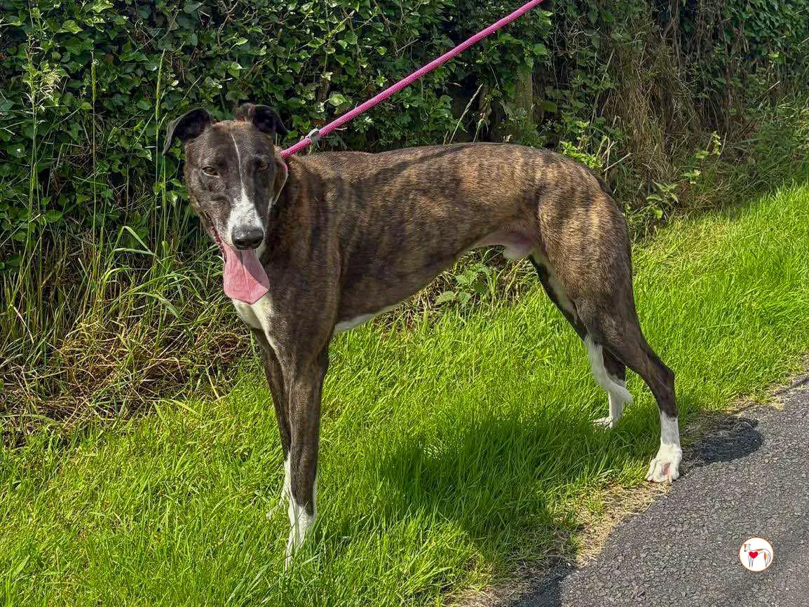 alistar grey adozione 13