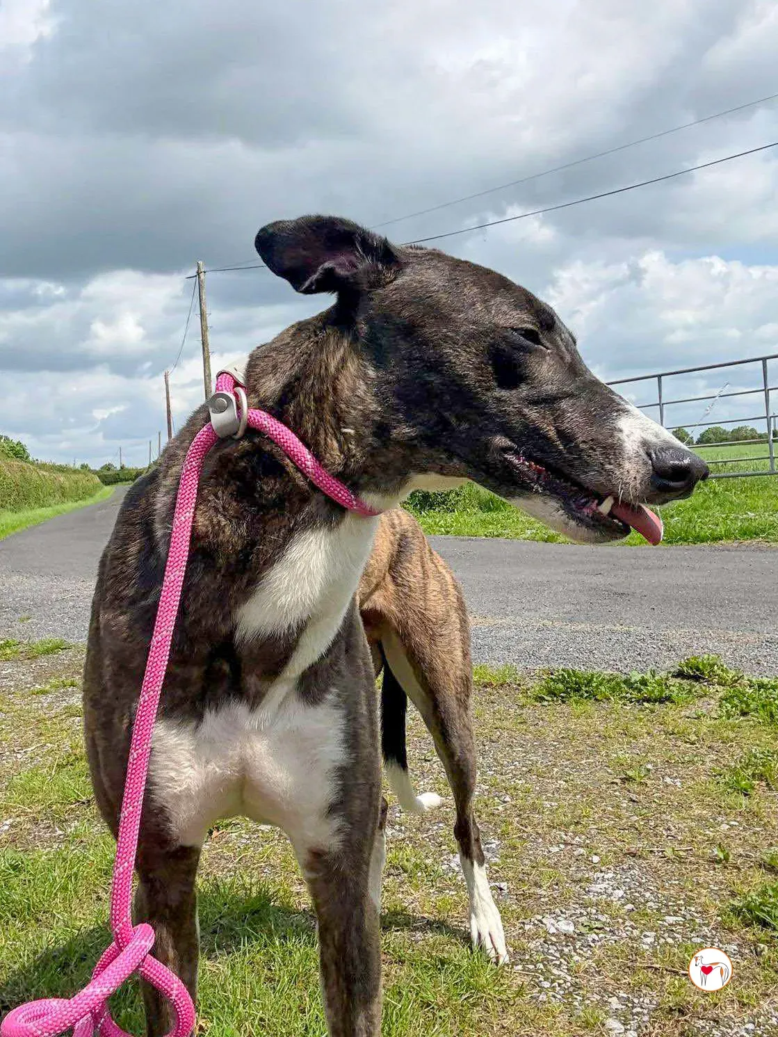 alistar grey adozione 14