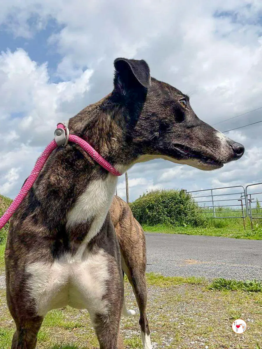 alistar grey adozione 15