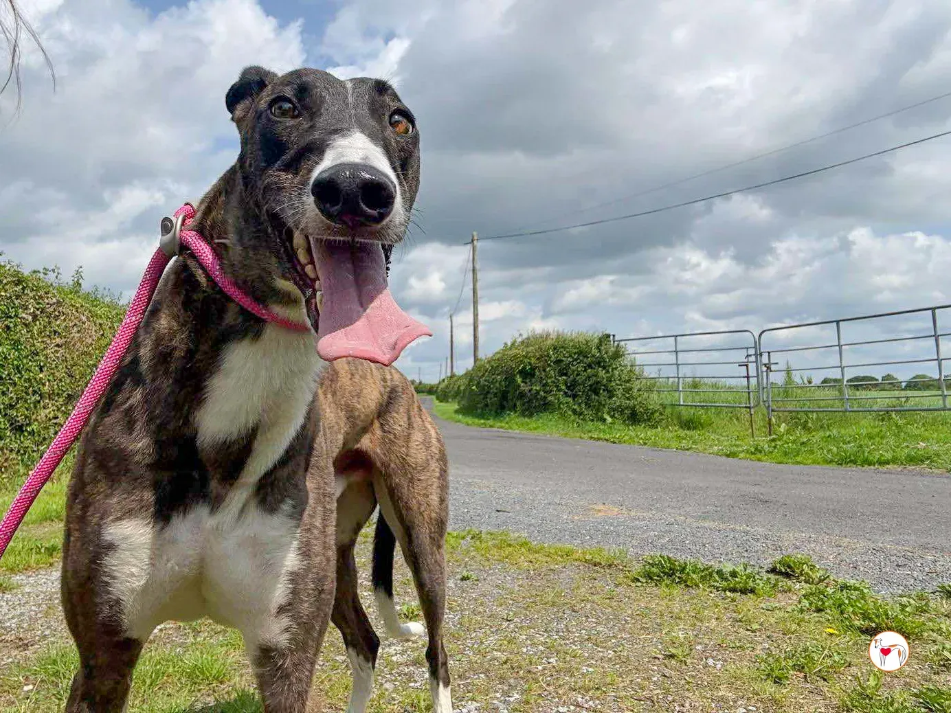 alistar grey adozione 16