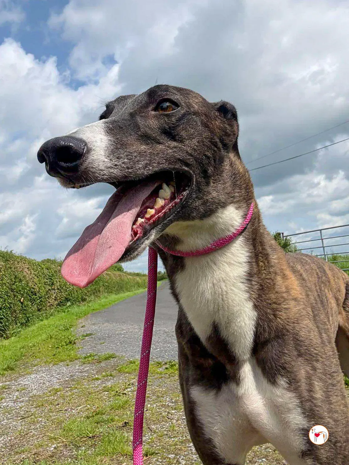 alistar grey adozione 17