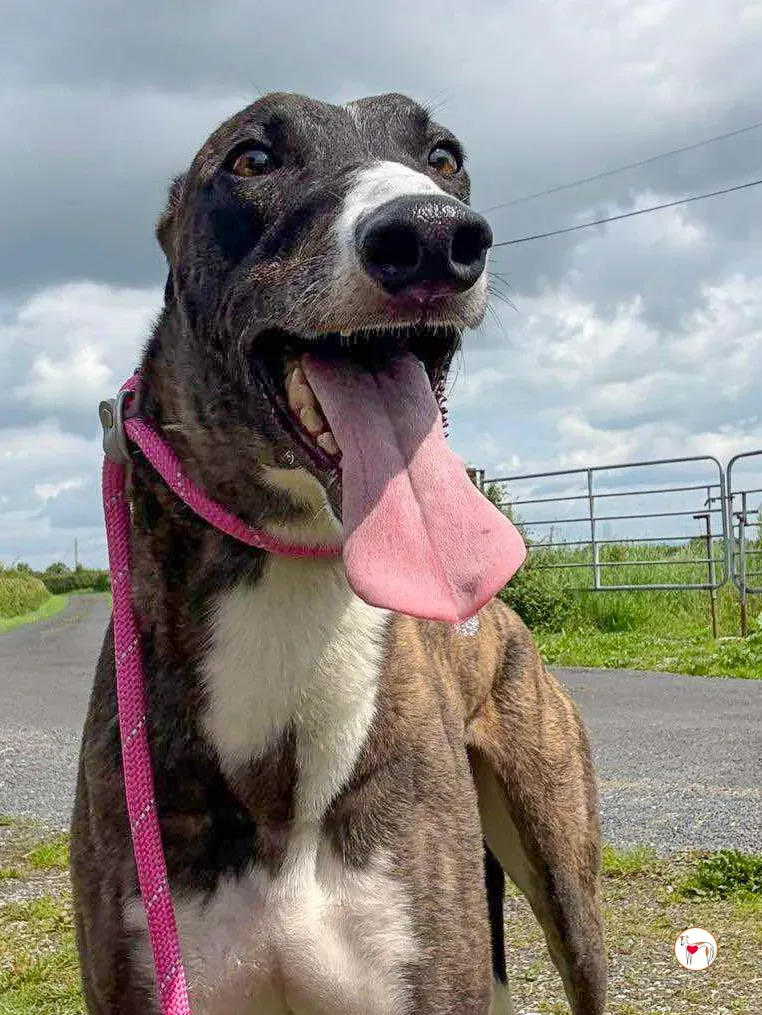 alistar grey adozione 18