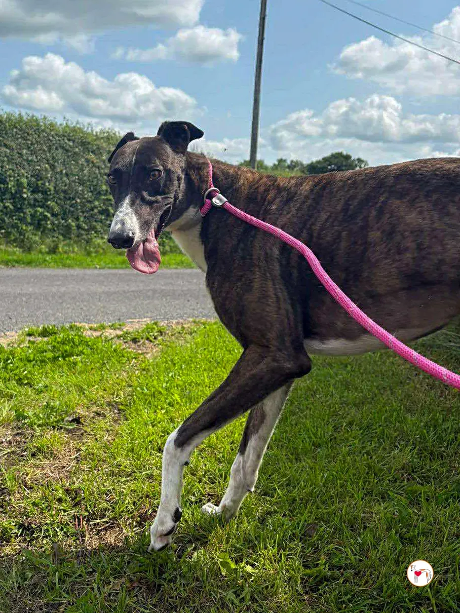 alistar grey adozione 19