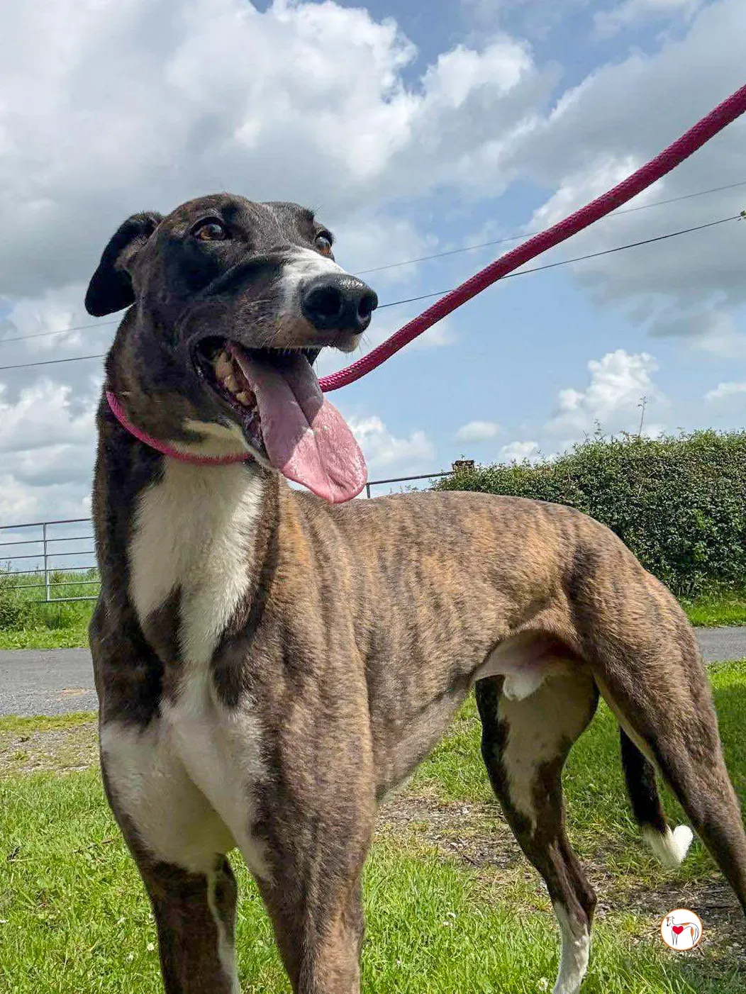 alistar grey adozione 20