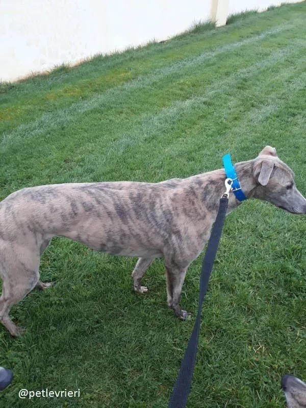 ally adozione greyhound 1 1