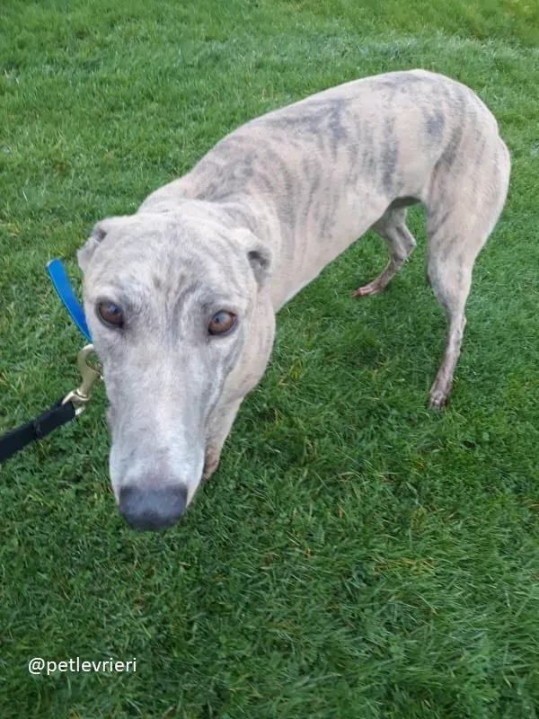 ally adozione greyhound 2
