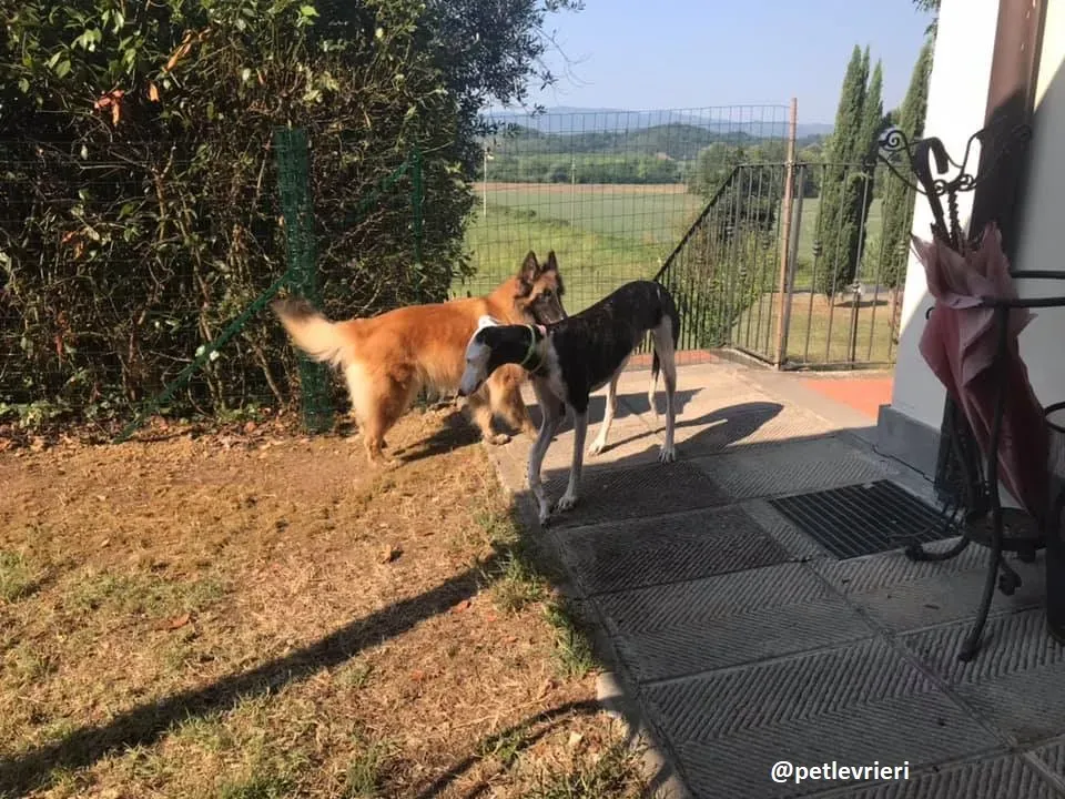 alma felice a casa 1