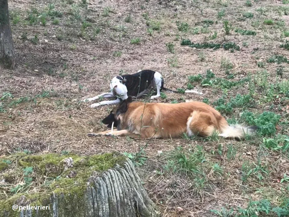 alma felice a casa 3