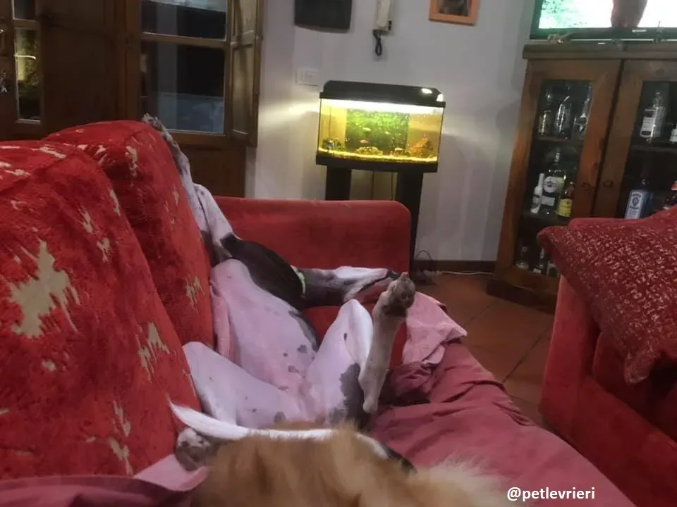 alma felice a casa 4