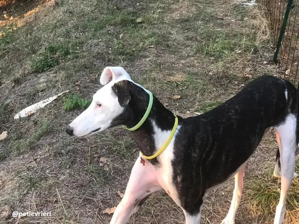 alma felice a casa 5