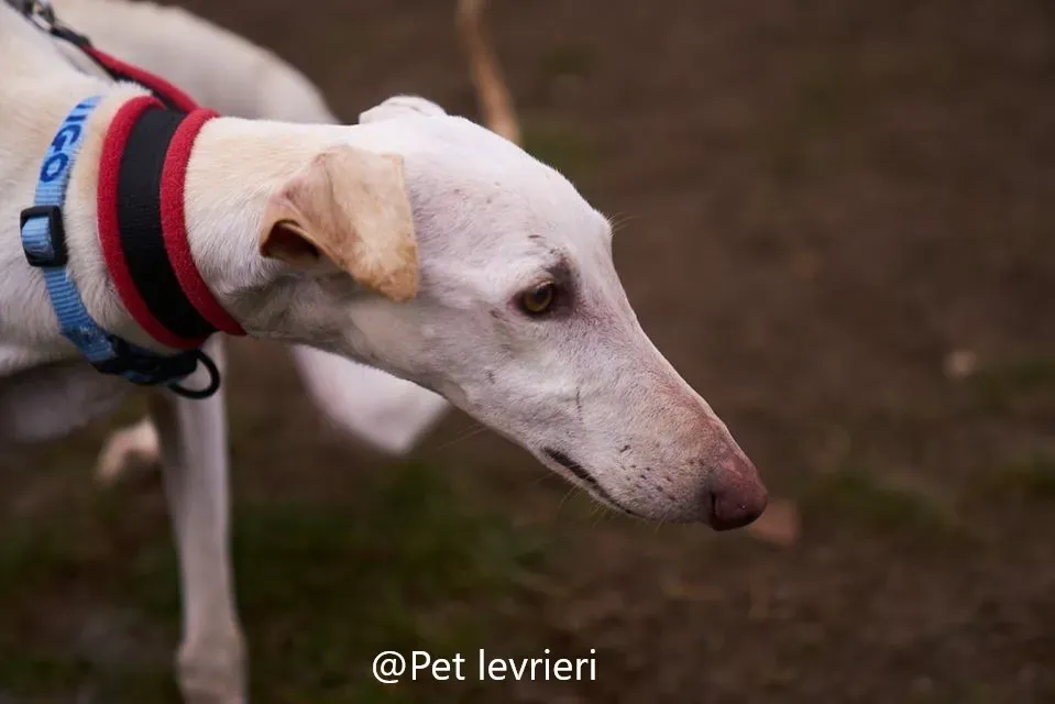 amigo pet levrieri adozione levrieri galgo 19 1