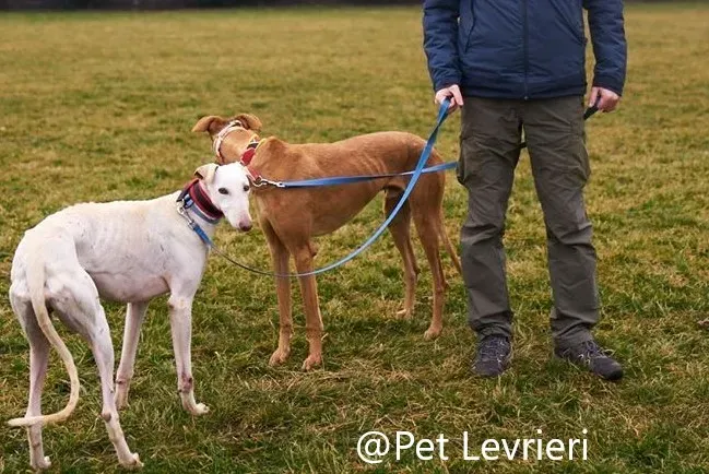 amigo pet levrieri adozione levrieri galgo 21