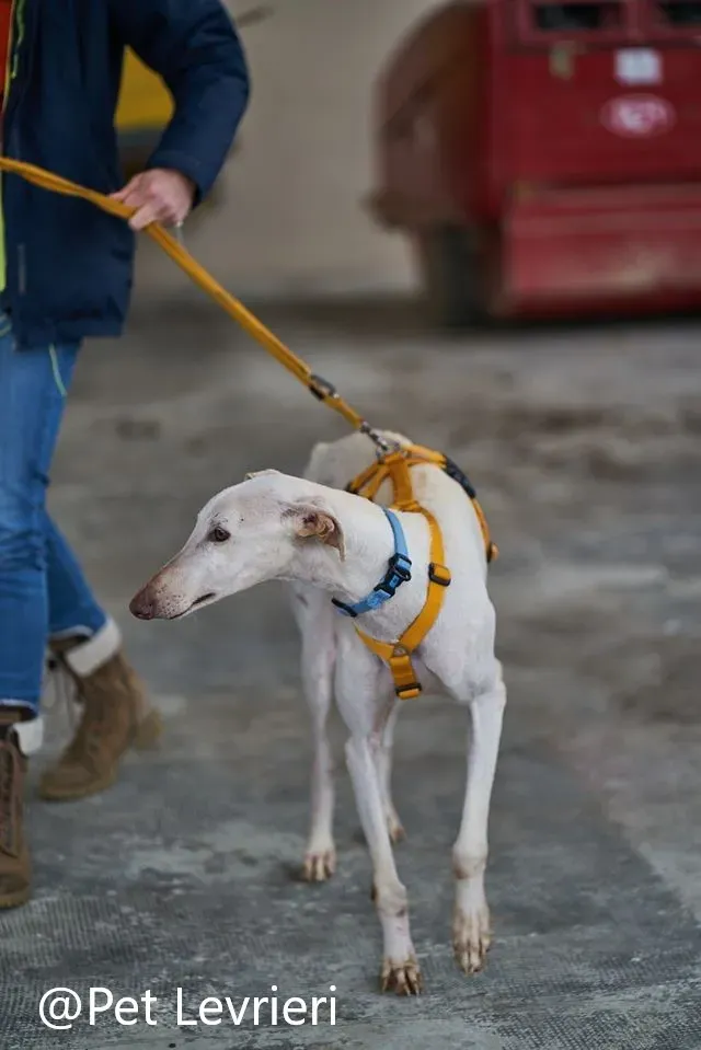 amigo pet levrieri adozione levrieri galgo 23