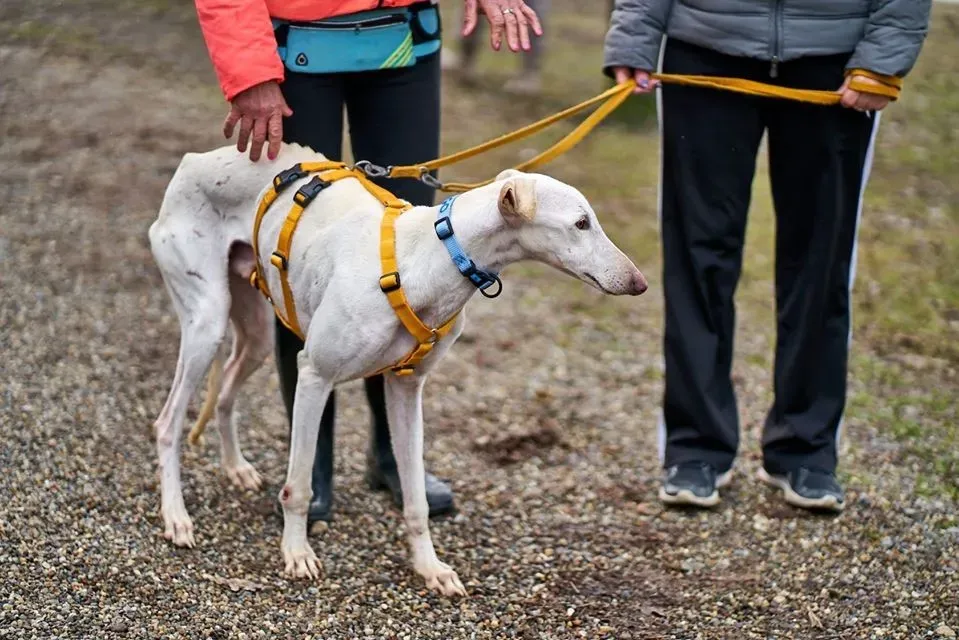 amigo pet levrieri adozione levrieri galgo 24