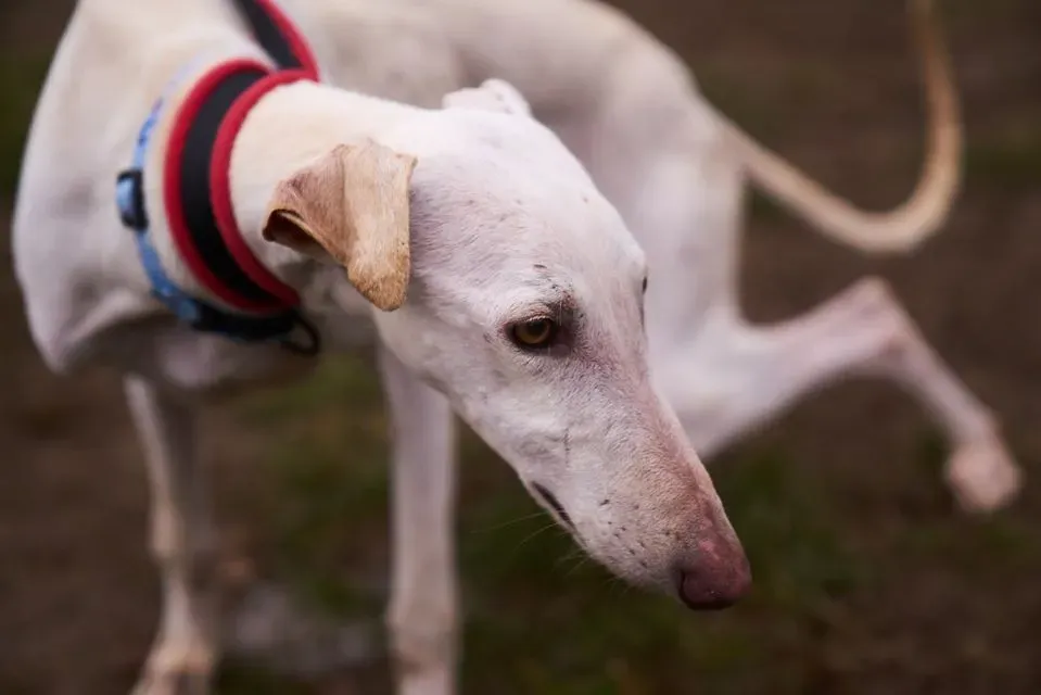 amigo pet levrieri adozione levrieri galgo 26