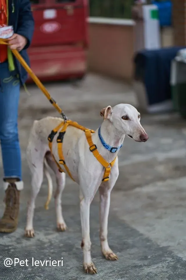 amigo20 pet levrieri adozione galgo 2
