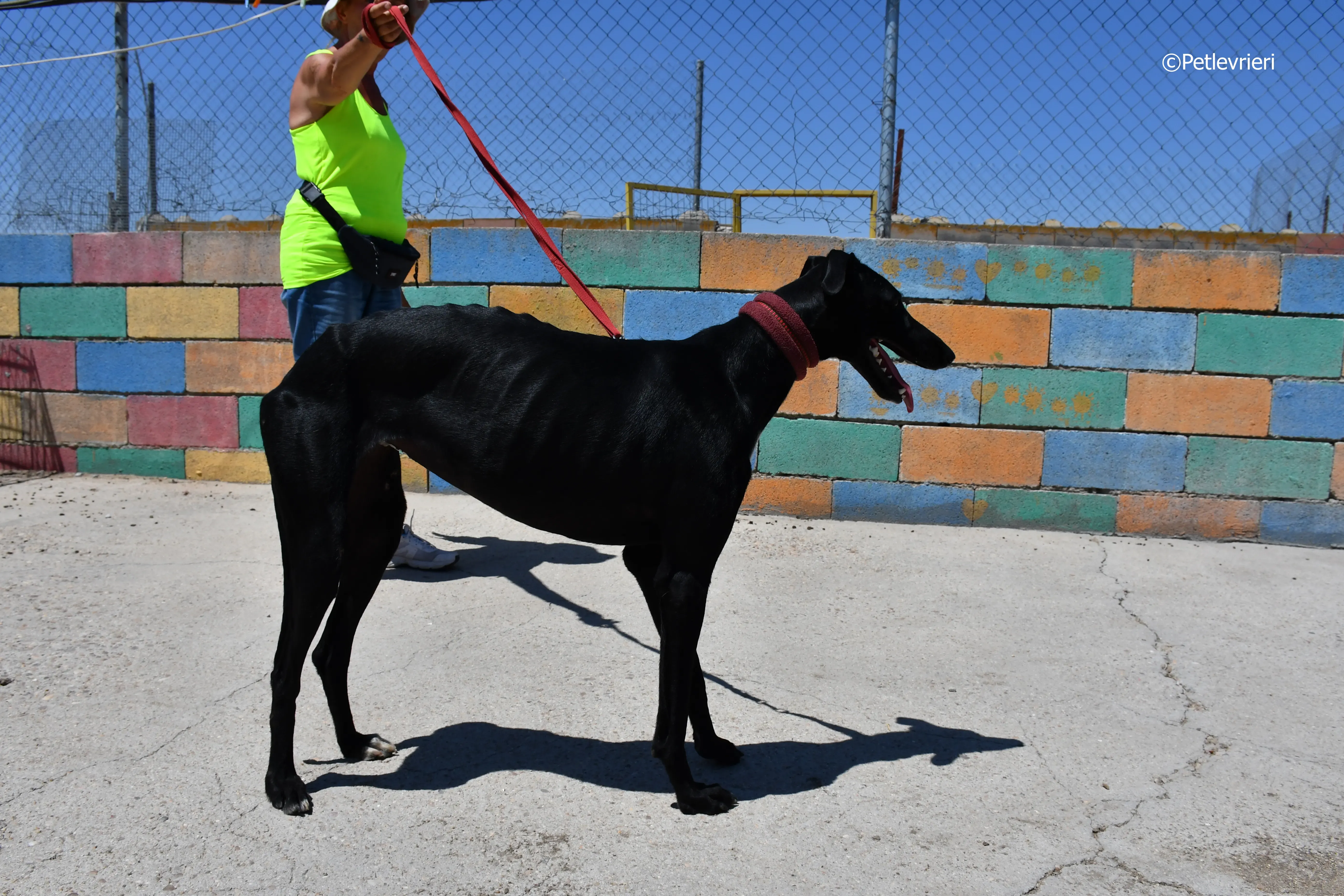 amira adozione levrieri galgo 9
