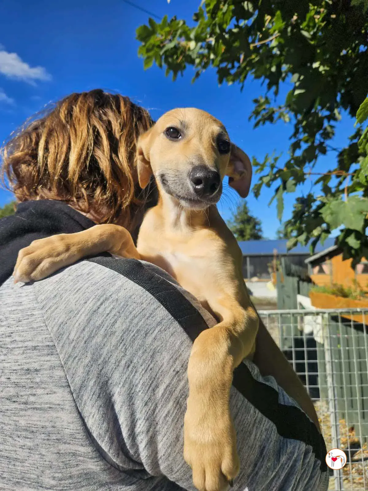 anchovy grey cucciolo adozione 01