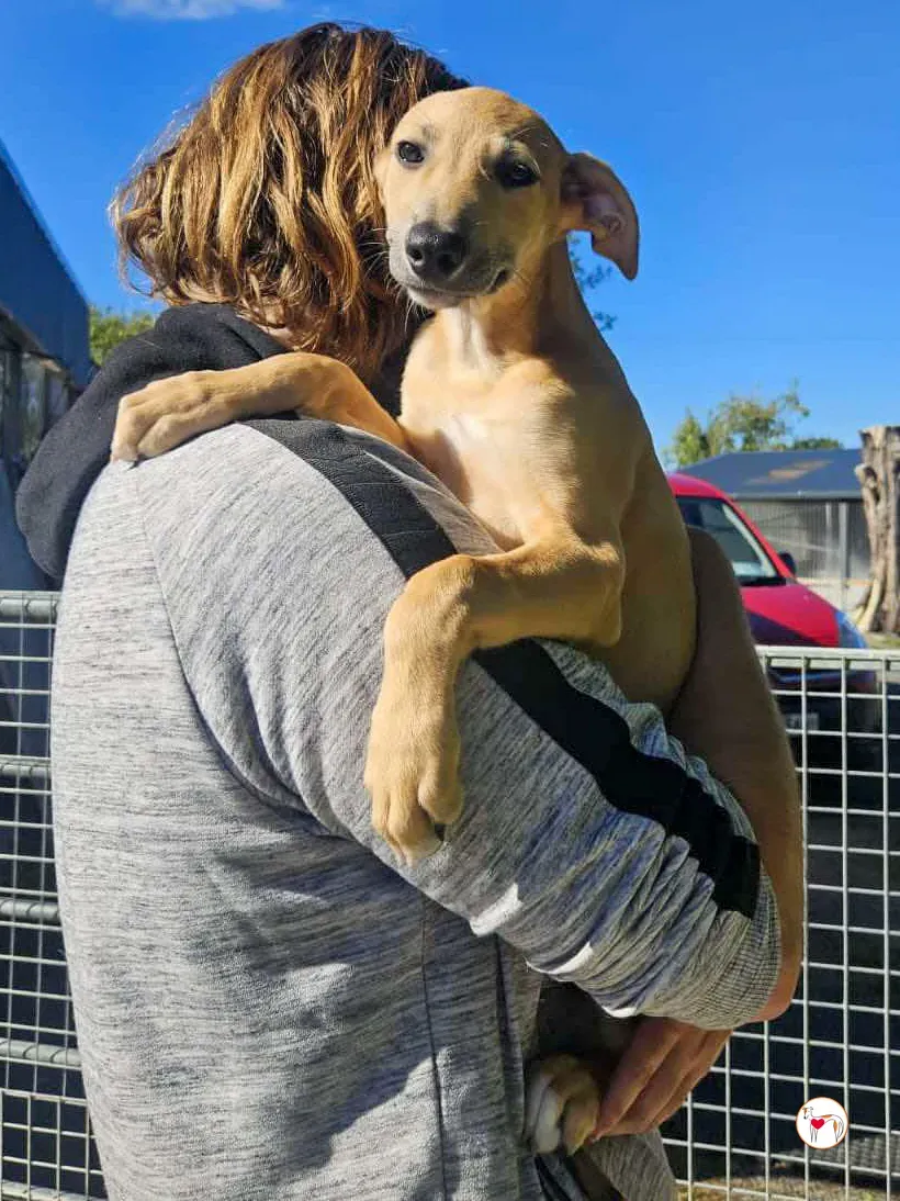 anchovy grey cucciolo adozione 02