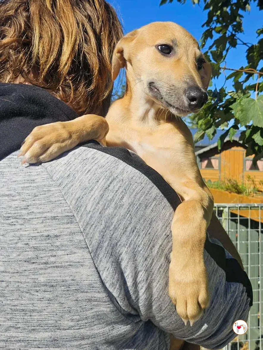 anchovy grey cucciolo adozione 03