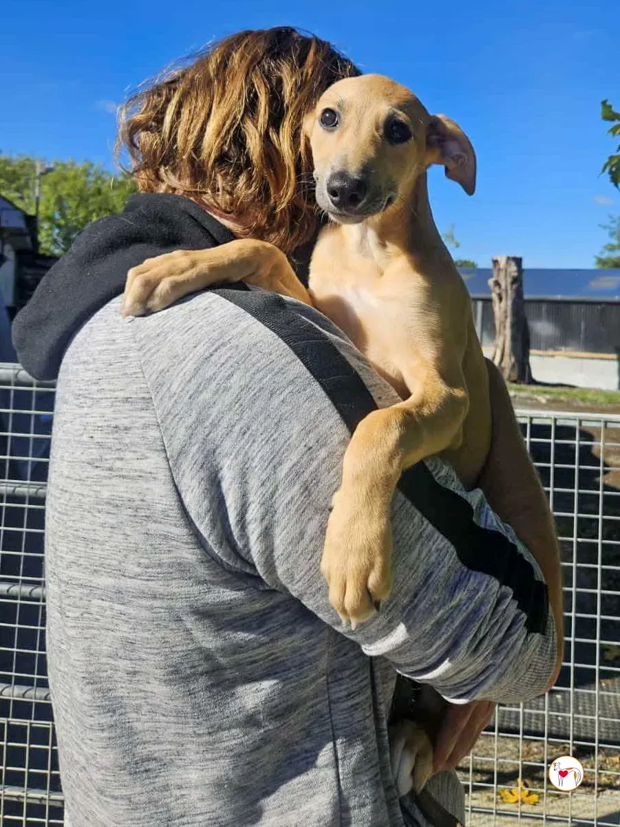 anchovy grey cucciolo adozione 04