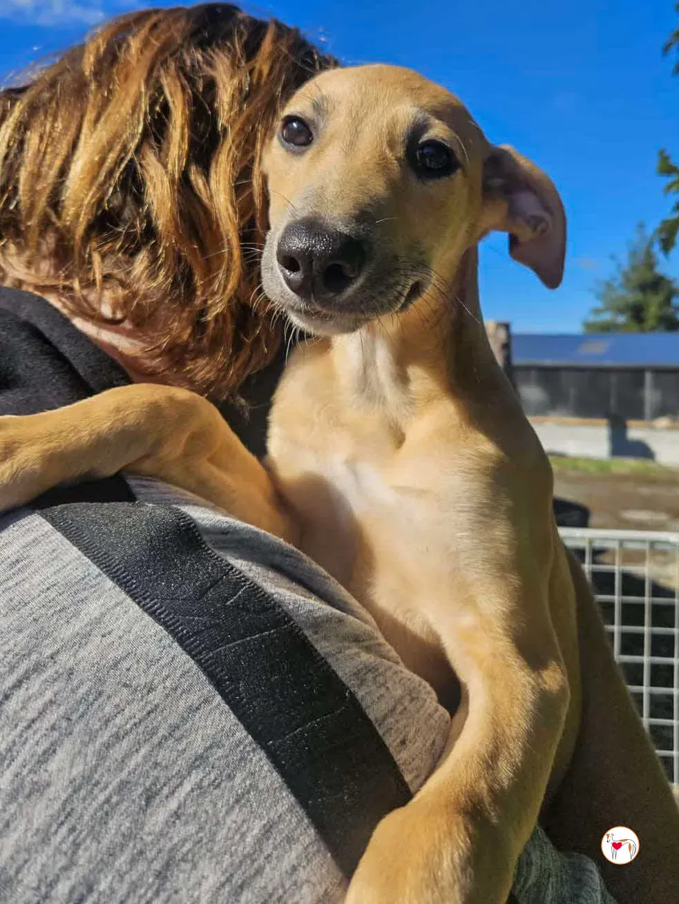 anchovy grey cucciolo adozione 05