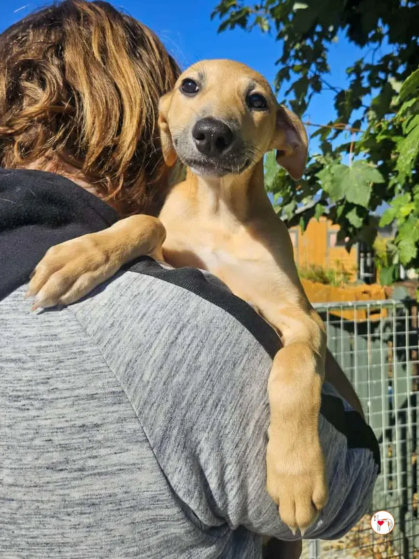 anchovy grey cucciolo adozione 06