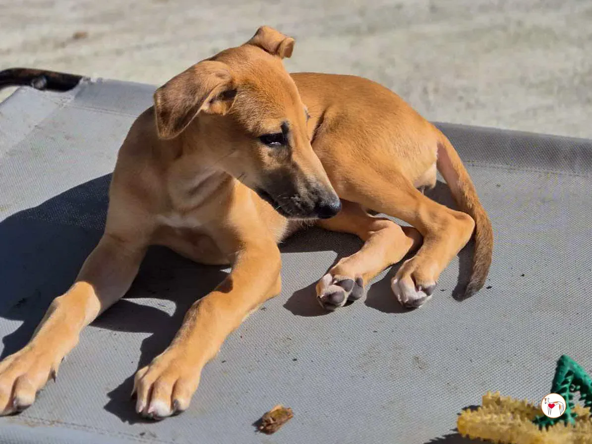 anchovy grey cucciolo adozione 07