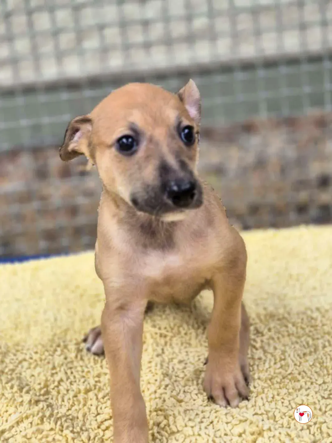 anchovy grey cucciolo adozione 08