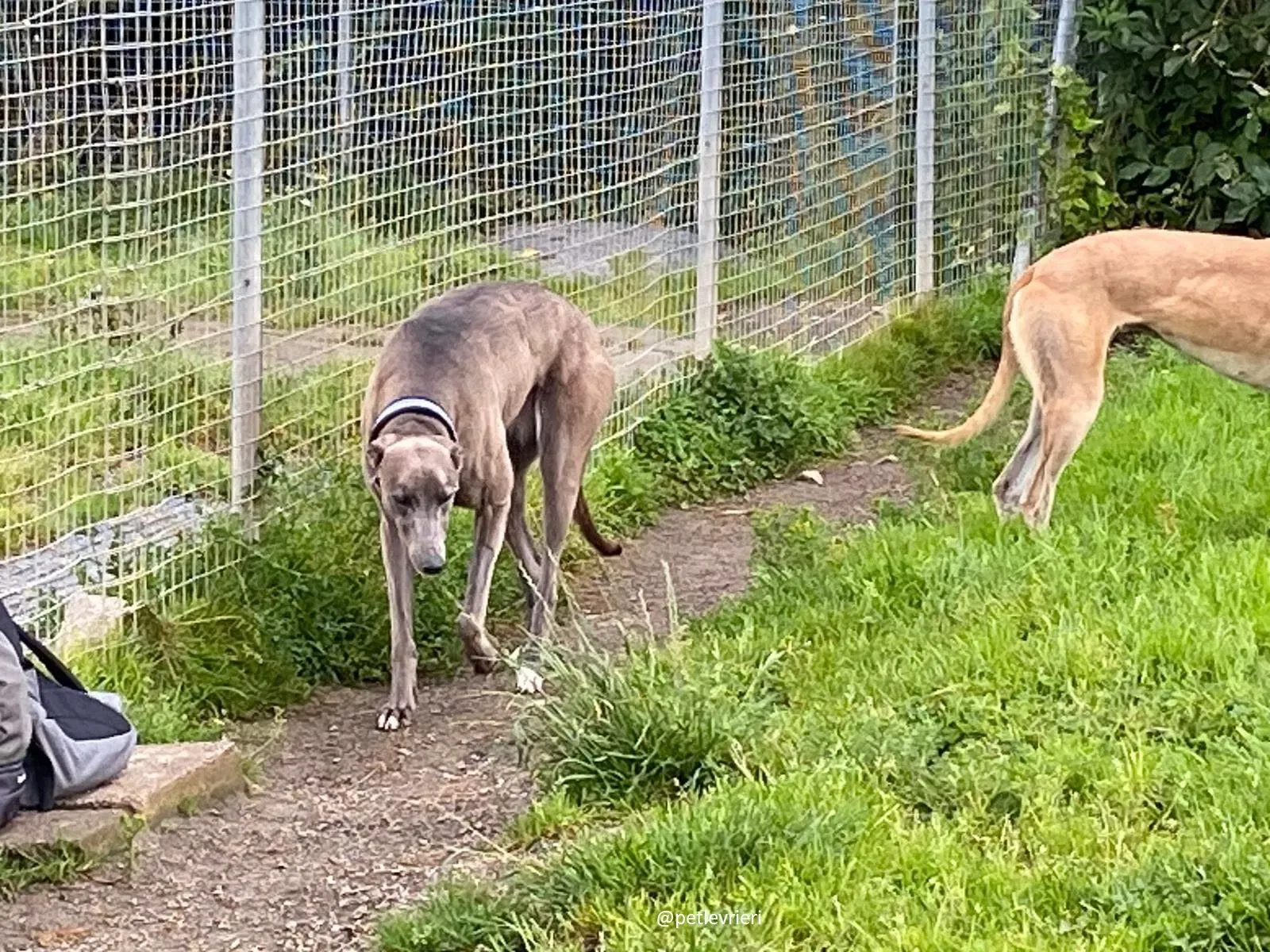 andrea adozione greyhound 1 1