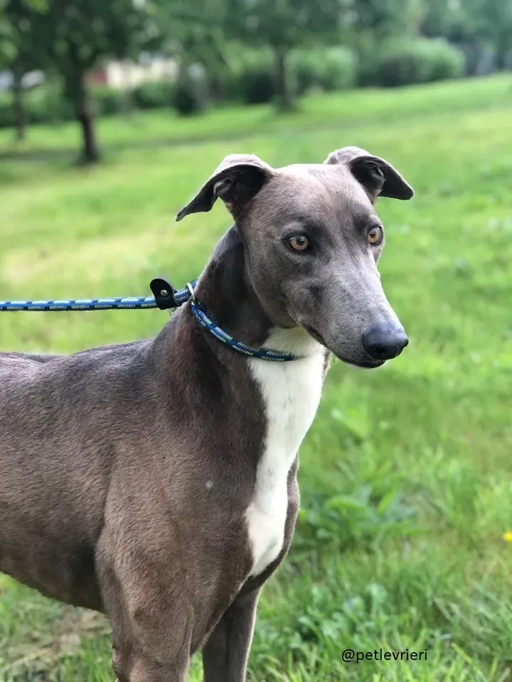 andrea adozione greyhound 1