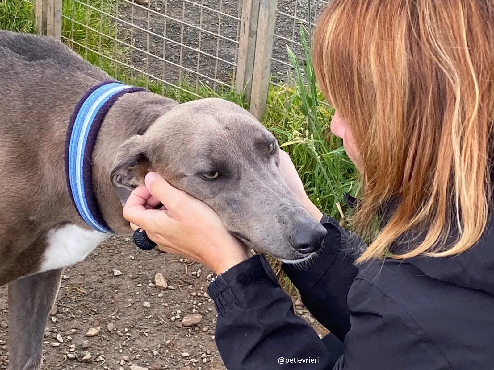 andrea adozione greyhound 2 1