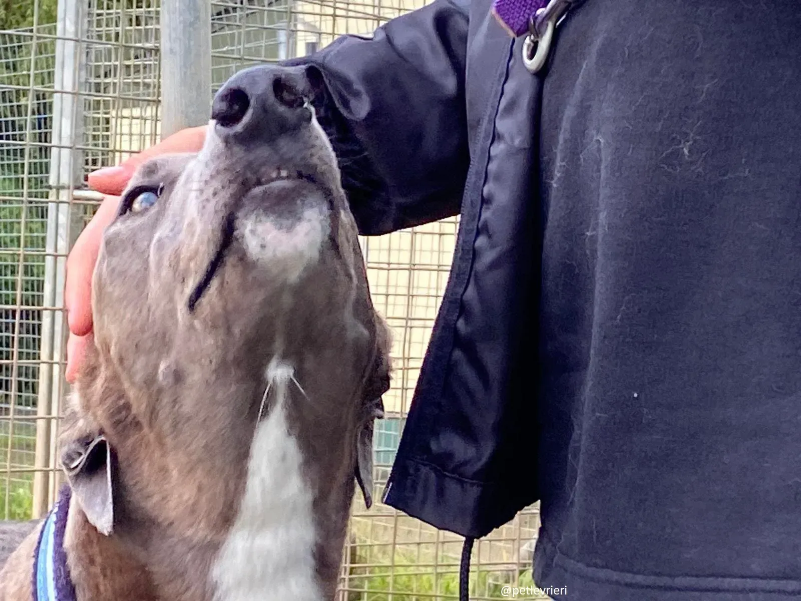 andrea adozione greyhound 3 1