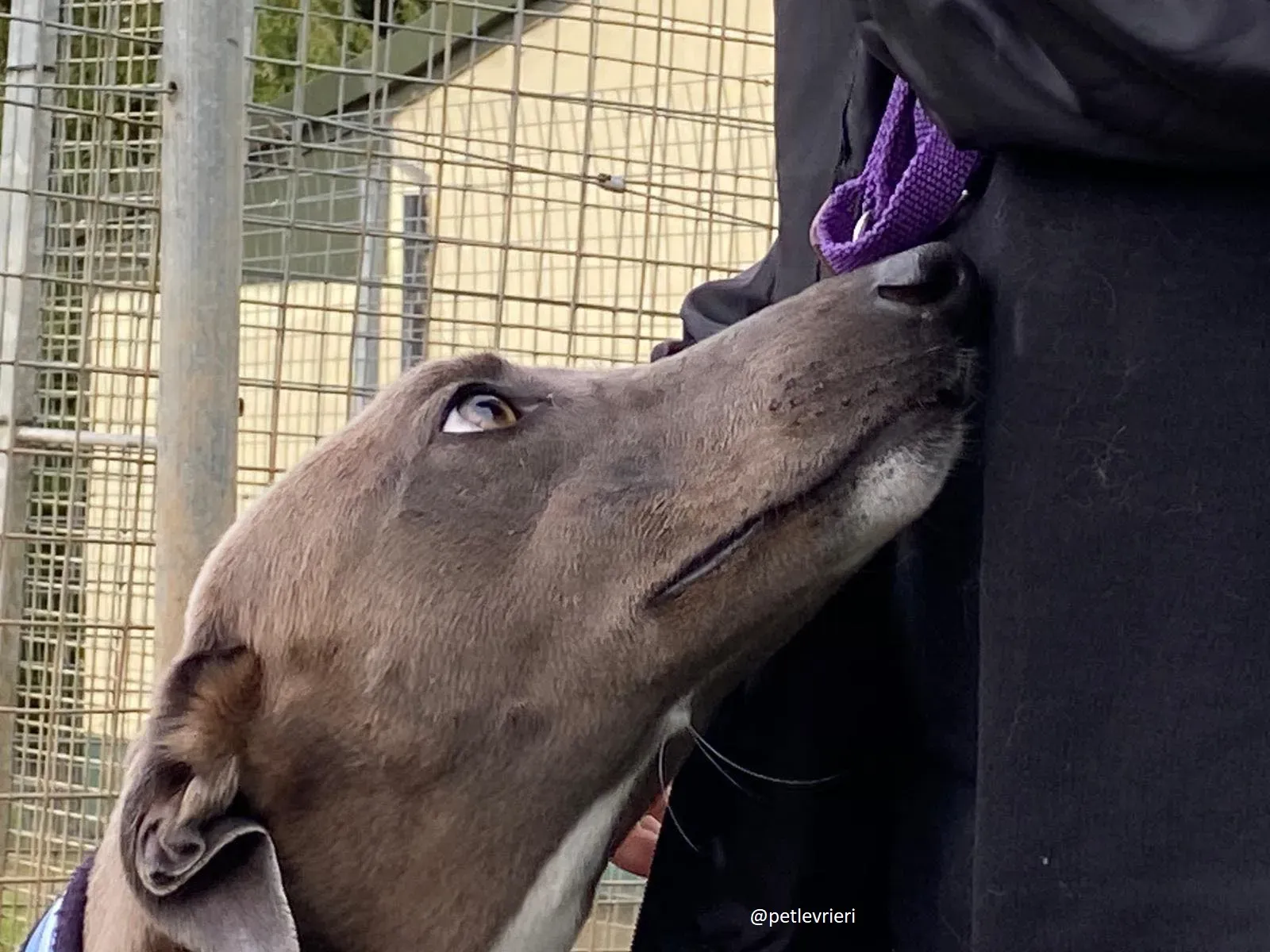 andrea adozione greyhound 4 1