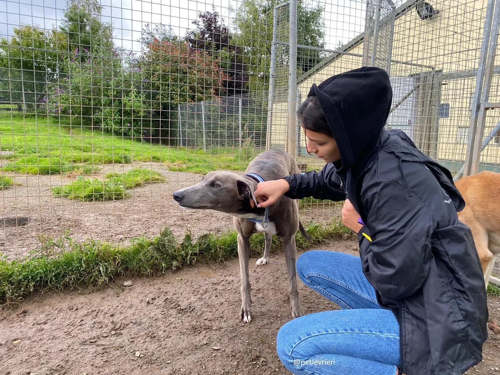 andrea adozione greyhound 5 1