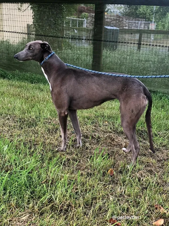 andrea adozione greyhound 5