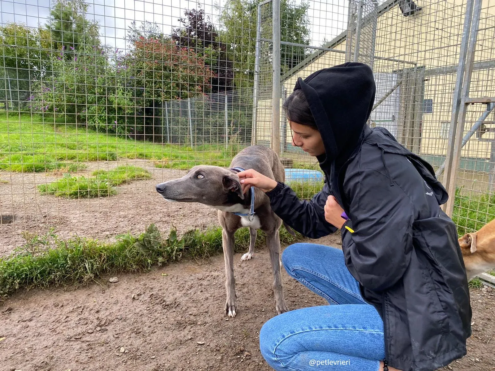 andrea adozione greyhound 6 1