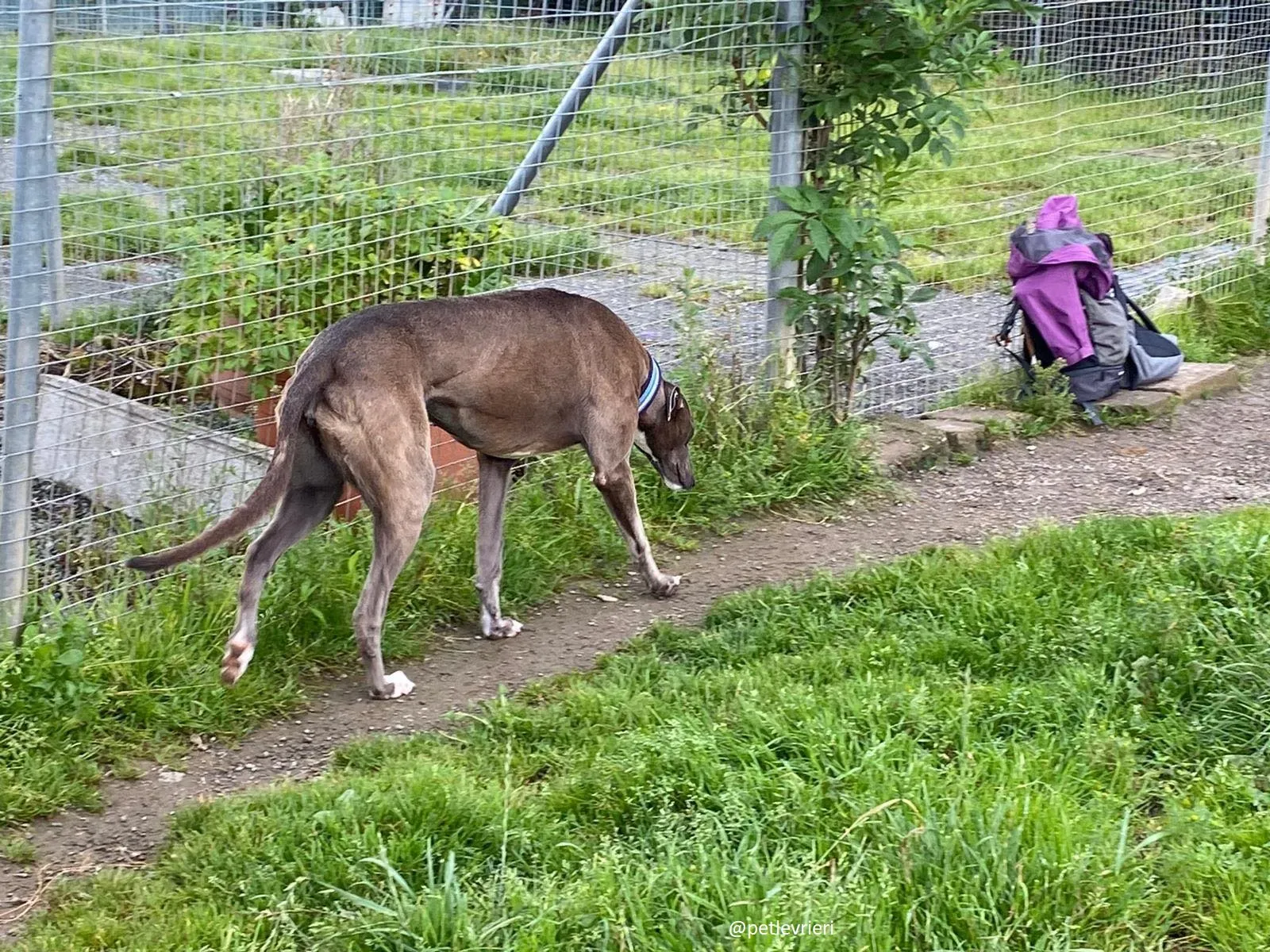 andrea adozione greyhound 6