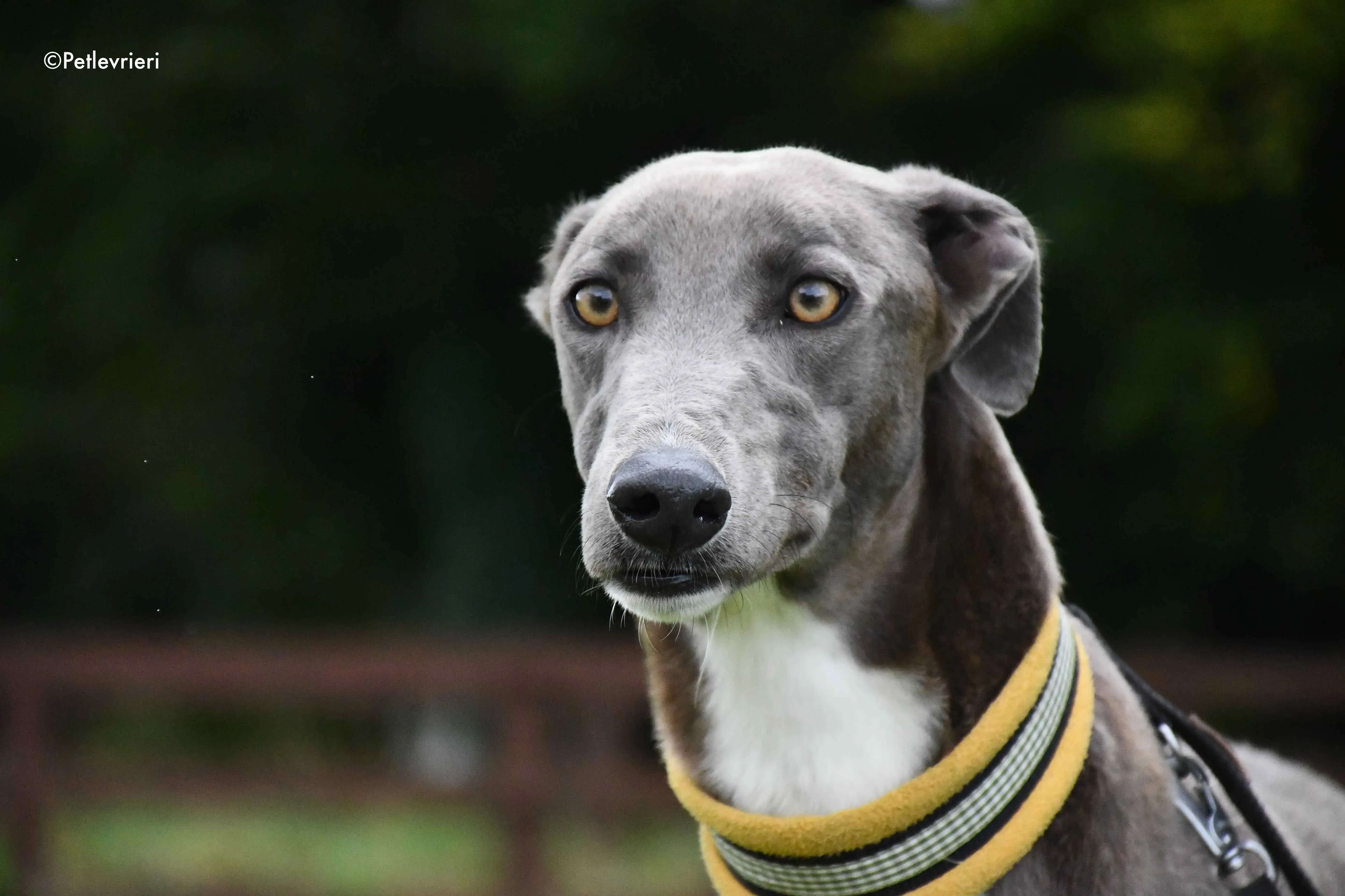 andrea adozione levrieri greyhound 1