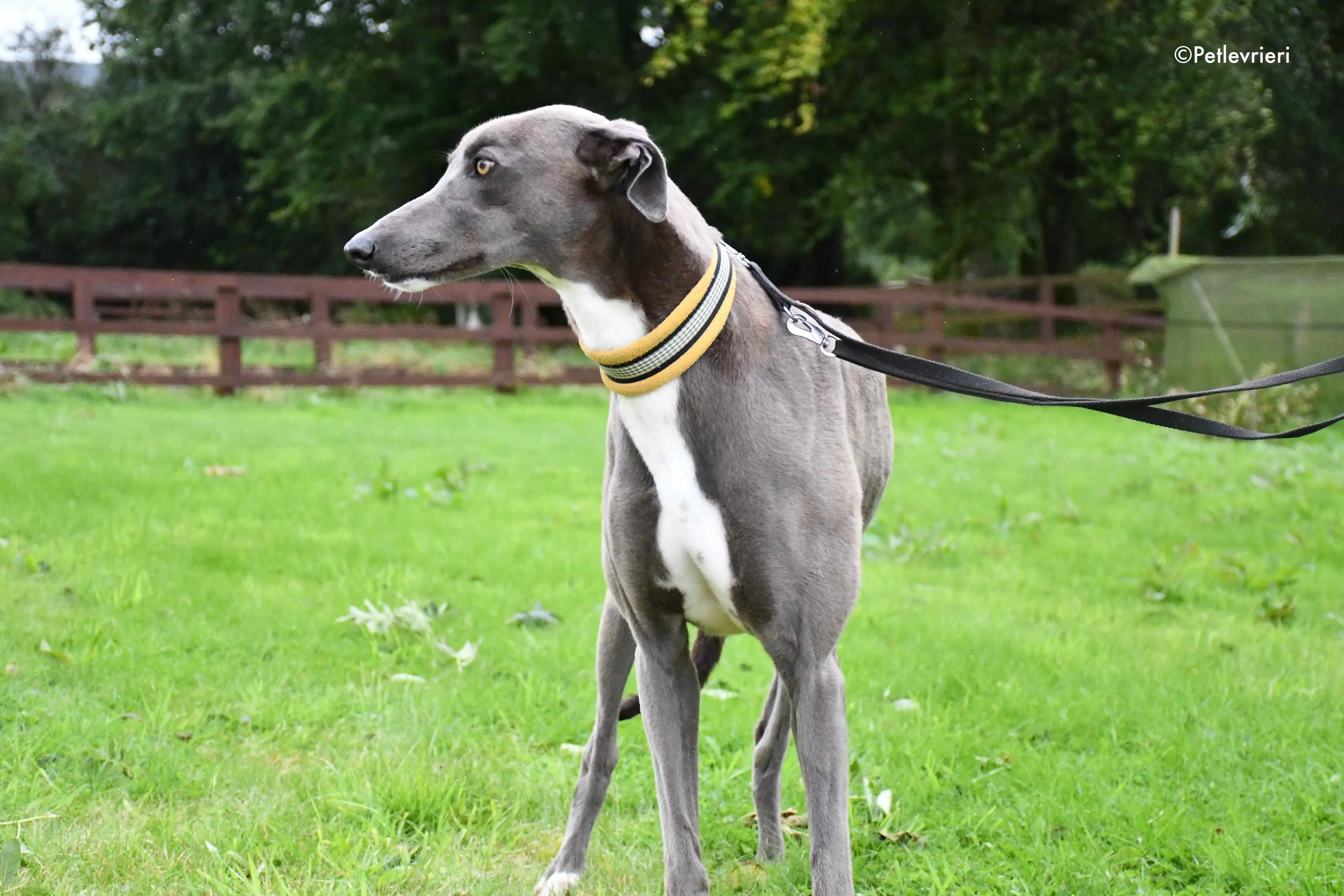 andrea adozione levrieri greyhound 2