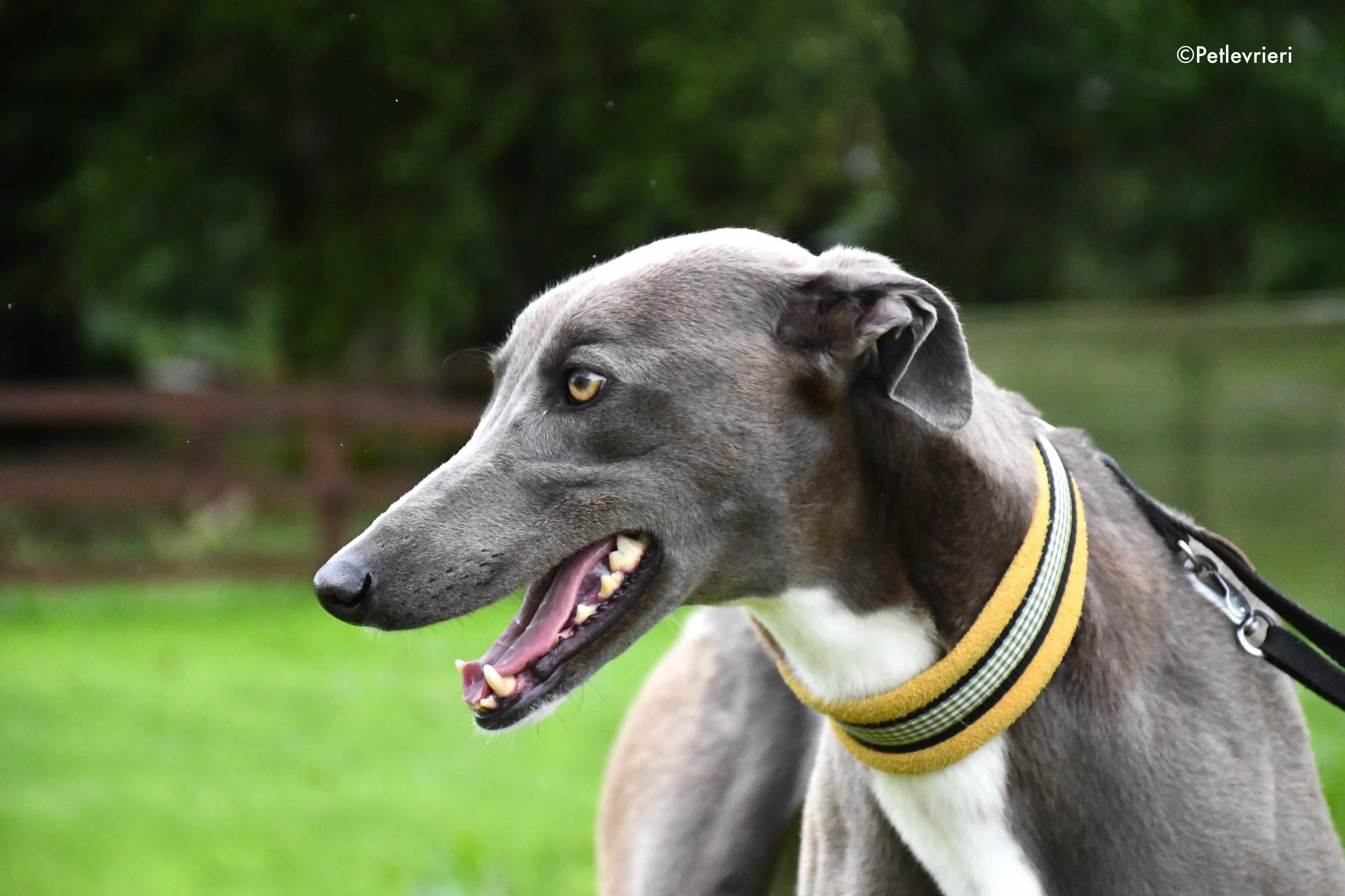 andrea adozione levrieri greyhound 3