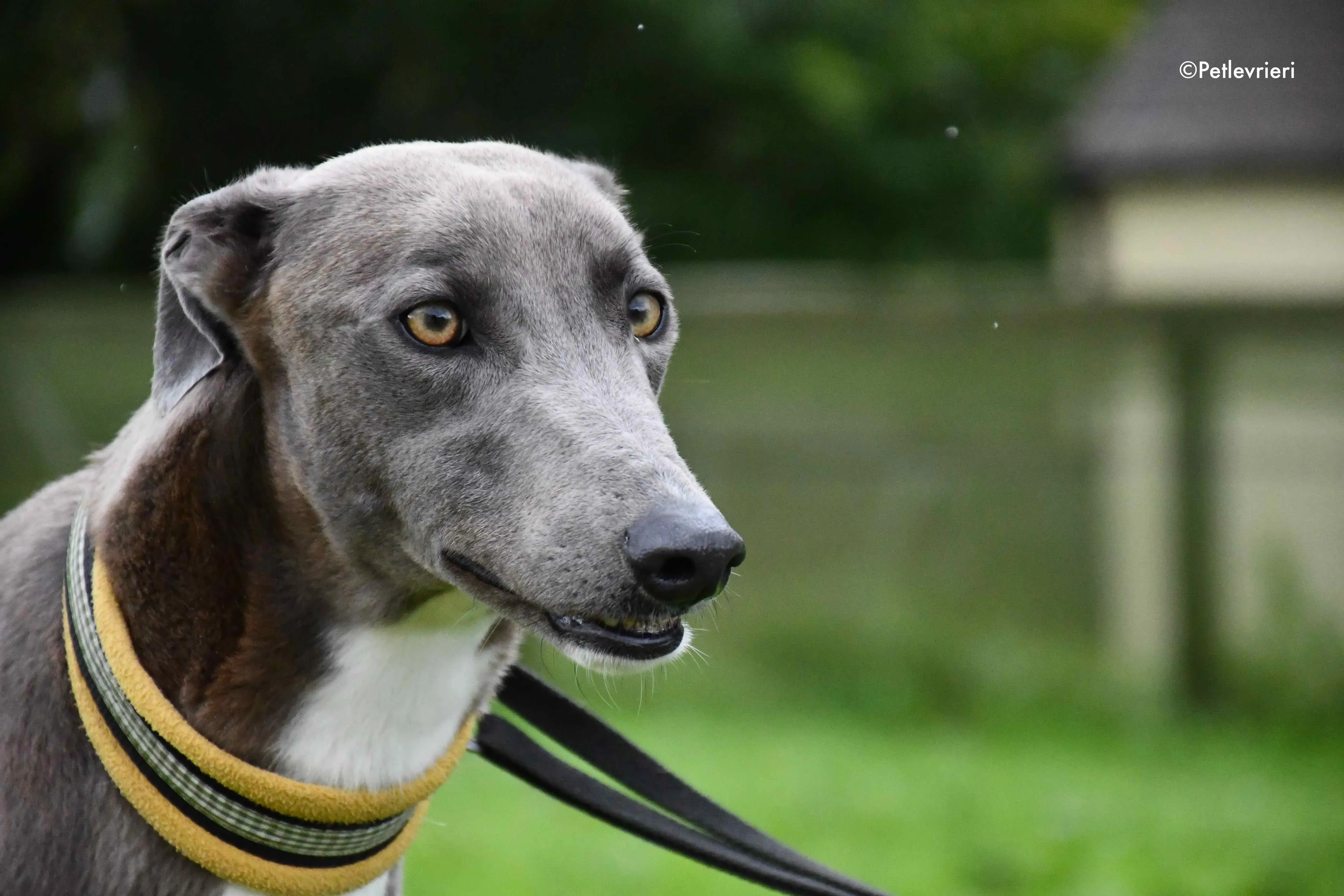 andrea adozione levrieri greyhound 4